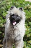 SPITZ LOUP 024